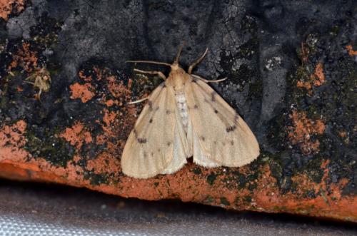 Paidia rica