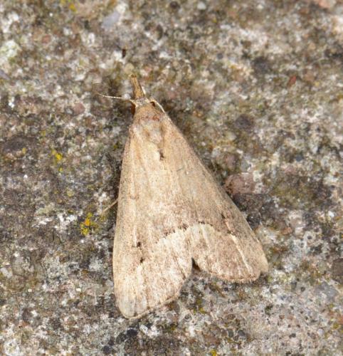 Schrankia taenialis