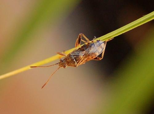 Stictopleurus sp.