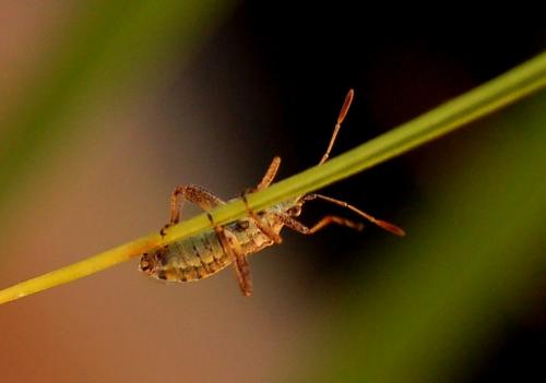 Stictopleurus sp.