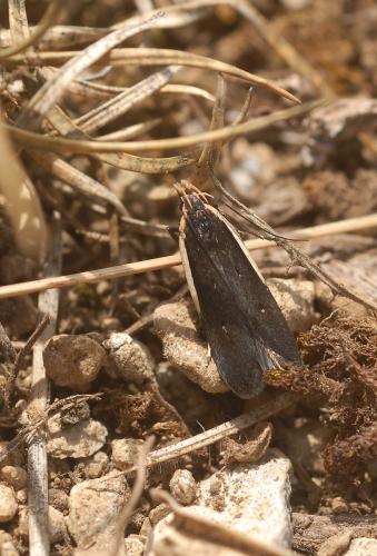 Réf. 187 527 : Nothris lemniscellus