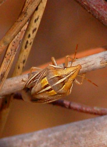 Aelia rostrata cognata