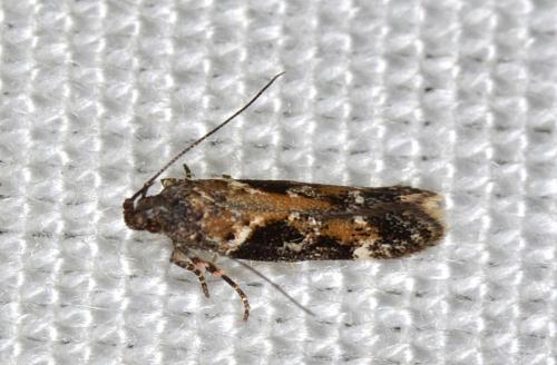 Caryocolum tricolorella