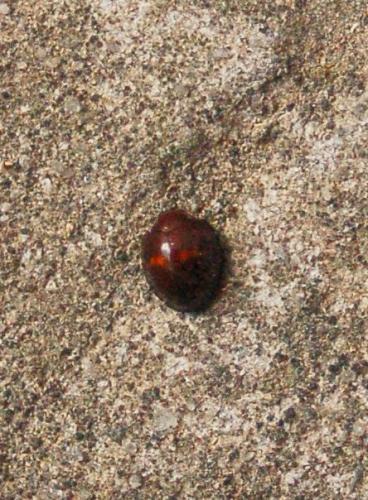 Réf. 187 696 : Chilocorus bipustulatus