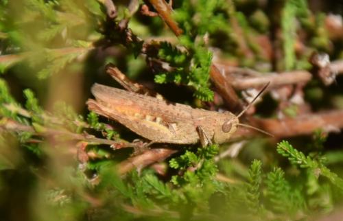 Réf. 187 205 : Chorthippus vagans vagans