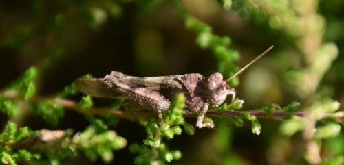 Oedipoda caerulescens caerulescens