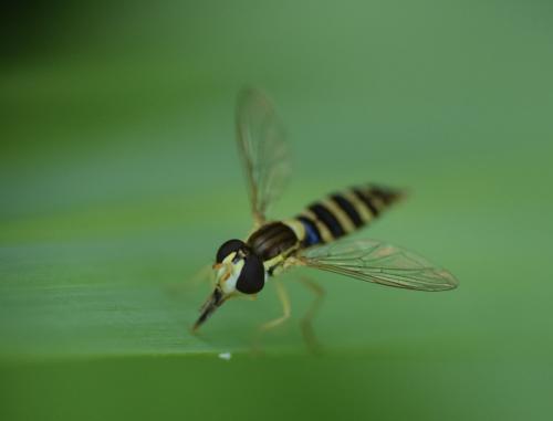 Sphaerophoria sp.