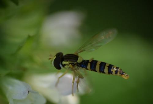 Sphaerophoria sp.