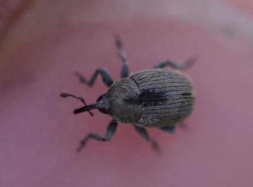 Rhinusa sp.
