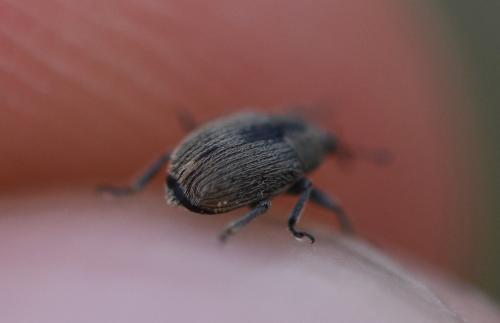 Rhinusa sp.
