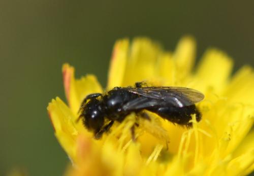 Réf. 187 901 : Panurgus sp.