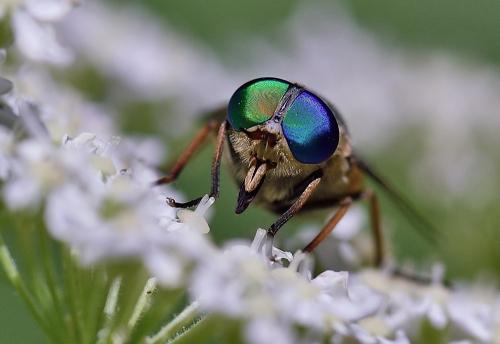 Philipomyia aprica