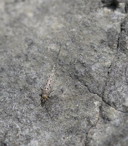 Machilinus rupestris