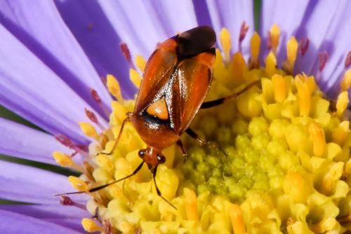 Réf. 187 845 : Deraeocoris ruber