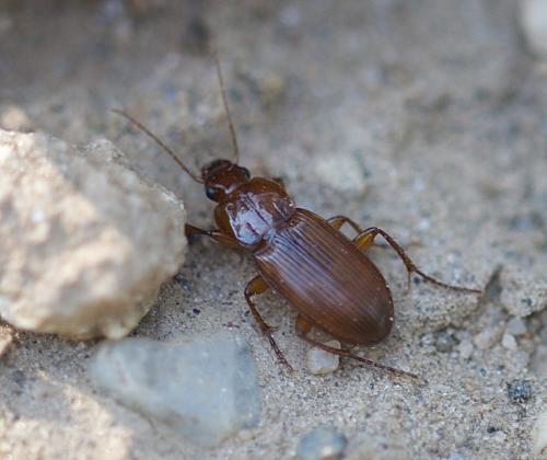 Platyderus depressus