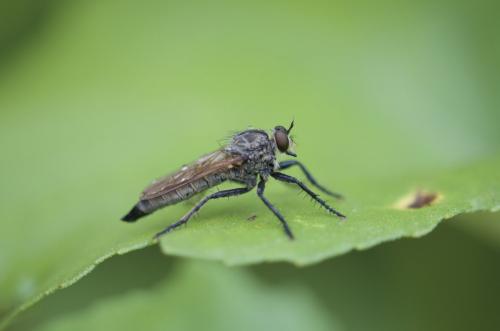 Eutolmus rufibarbis