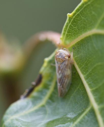 Populicerus laminatus