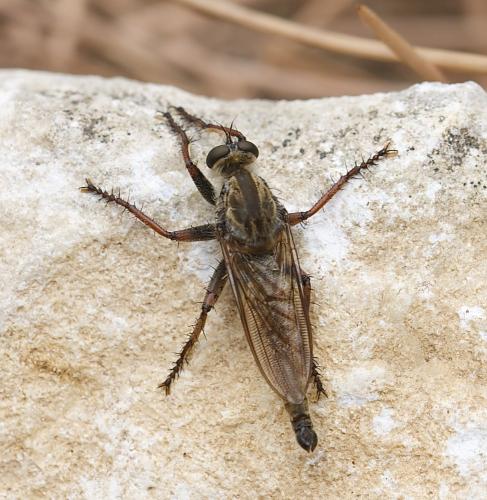 Machimus chrysitis
