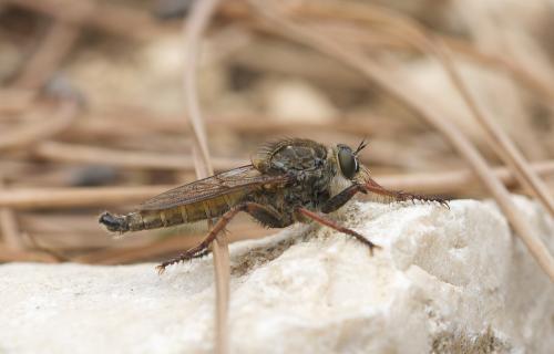 Machimus chrysitis