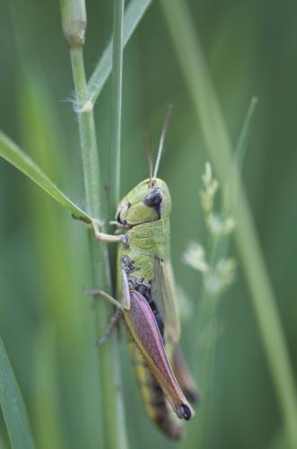 Réf. 187 043 : Pseudochorthippus parallelus parallelus