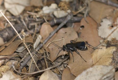 Cryptocheilus hispanicus