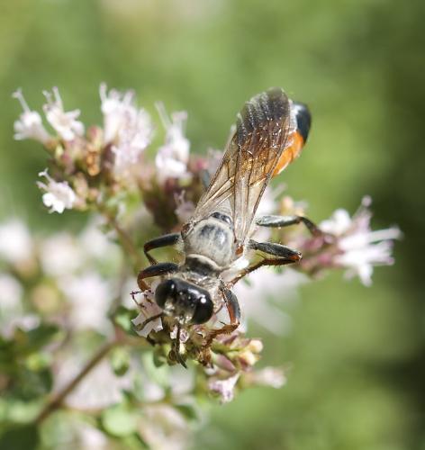 Réf. 187 400 : Sphex funerarius