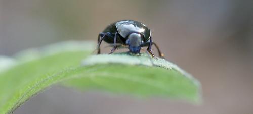 Amara sp.