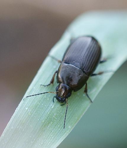 Amara sp.