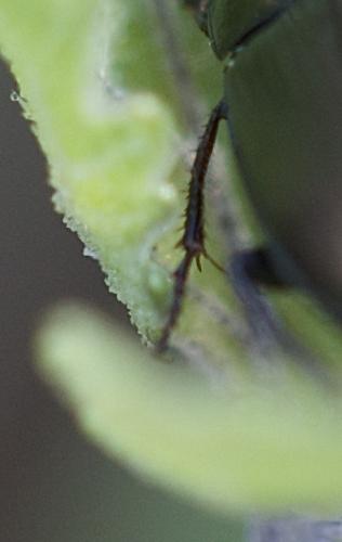 Amara sp.