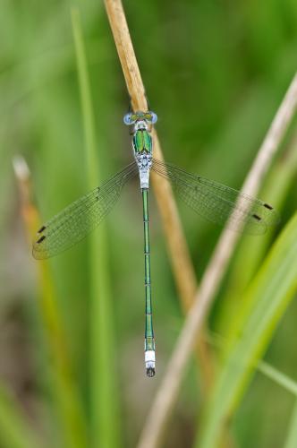 Lestes sponsa