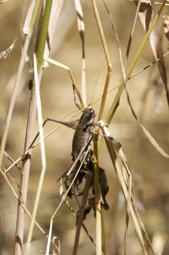 Rhacocleis poneli