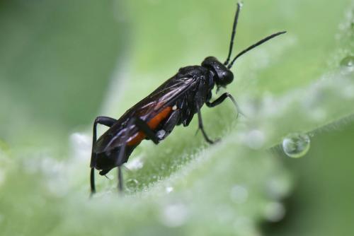 Réf. 187 087 : Macrophya annulata