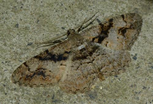 Alcis bastelbergeri