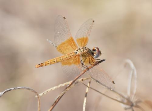 Réf. 187 175 : Trithemis kirbyi