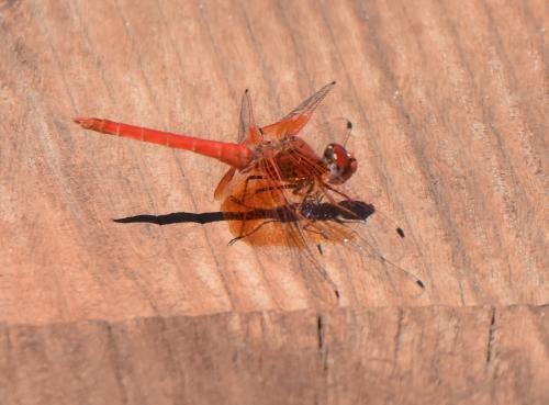 Réf. 187 160 : Trithemis kirbyi