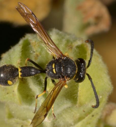 Eumenes sp.