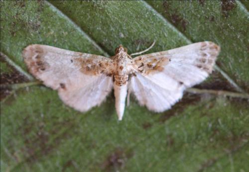 Eupithecia breviculata