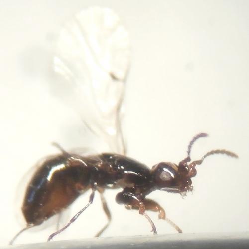 Blastophaga psenes