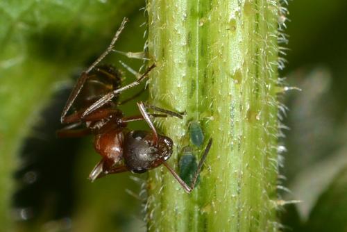 Réf. 187 130 : Formica rufibarbis