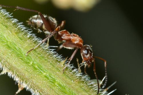 Réf. 187 131 : Formica rufibarbis
