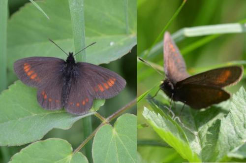 Erebia pharte