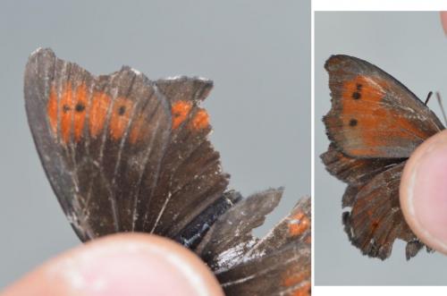 Réf. 187 078 : Erebia euryale