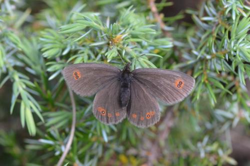 Réf. 187 080 : Erebia oeme