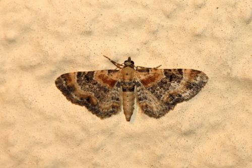 Réf. 187 268 : Eupithecia linariata