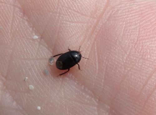Geotomus punctulatus