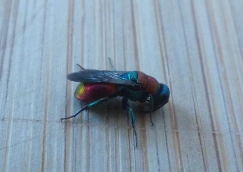 Hedychrum (niemelai-nobile)