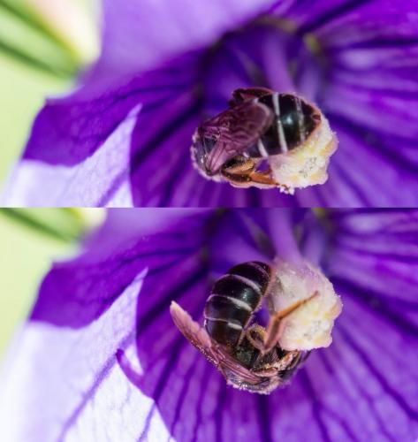 Réf. 187 545 : Halictus (simplex-compressus-langobardicus)