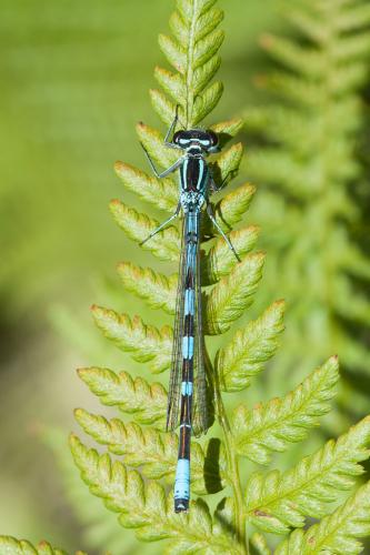 Coenagrion hastulatum