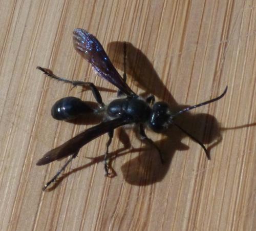 Isodontia mexicana
