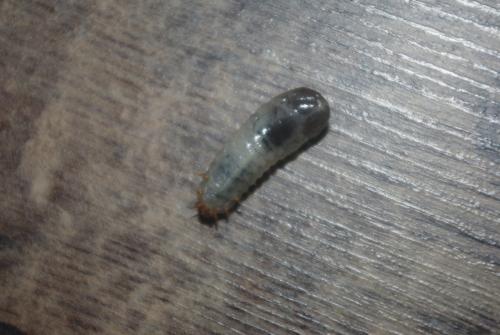Cetoniinae